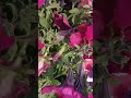 agar zindegi ho tere sang ho#short#flowers#shortvideo#youtubeshorts#nature#