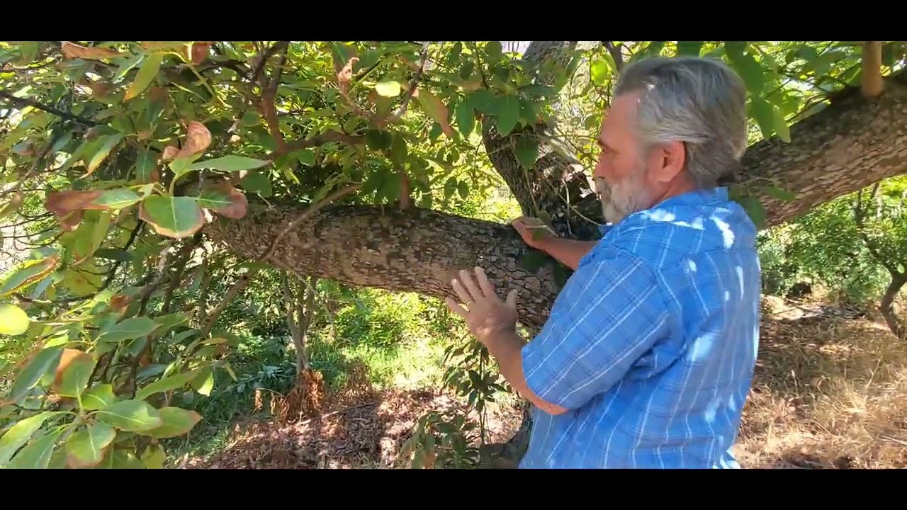 Top working an Avocado tree with San Diego CRFG members..Part 1