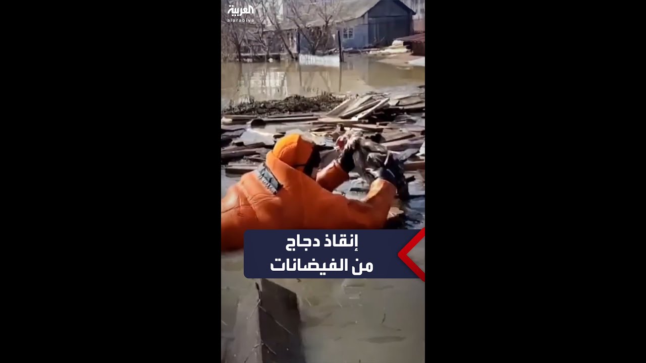 فرق الطوارئ تنقذ دجاجات من أرض غمرتها مياه الفيضانات في روسيا