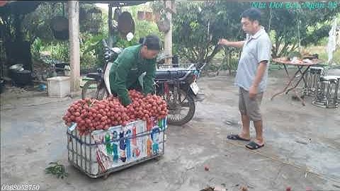 Sáng Sớm Trên Thung Lũng, Đồi Mùa Vải Chín I Vải Thiều Lục Ngạn Bắc Giang