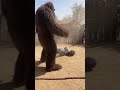 “Bigfoot’s First Forest Vlog – Giant Hands Chaos! 😂📹”