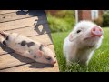 Pig! Pig!! Pig!! Cute pig Healing videos