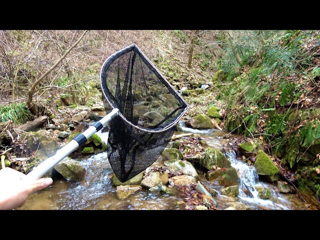 持ち山の沢をガサったらキモいの出てきた