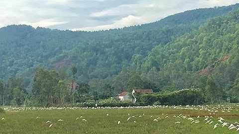 Tổng hợp những cách bẫy cò của người miền trung