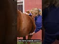 Mind Blowing: The Cow’s Horn Was Literally Growing Into Its Skull