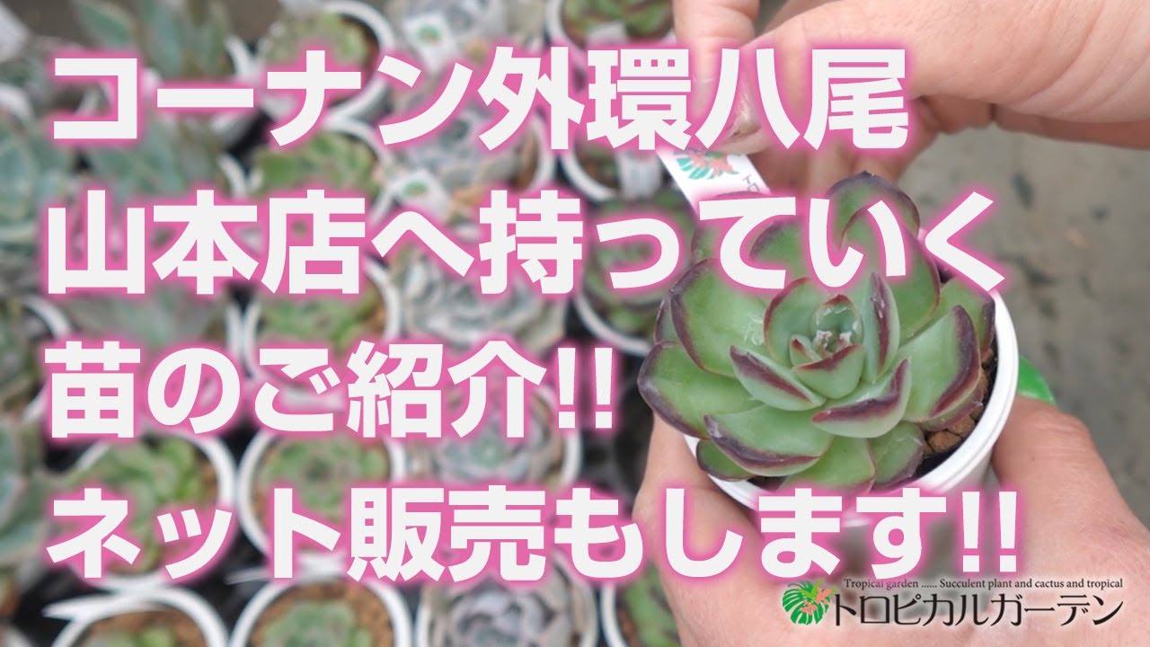 アエオニウム　ベストコンディション アエオニウムベストコンディション