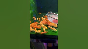 quá trình kích màu đỏ cho cá chép phi tần con #tosai #guppy #cakoi #cachepphitan