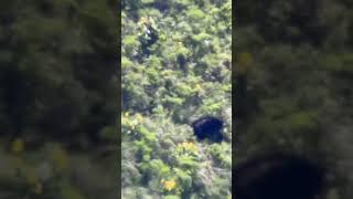 Bear Cub Attack….On Sow- Marksman’s Creed #blackbearhunting #blackbear #wildlife