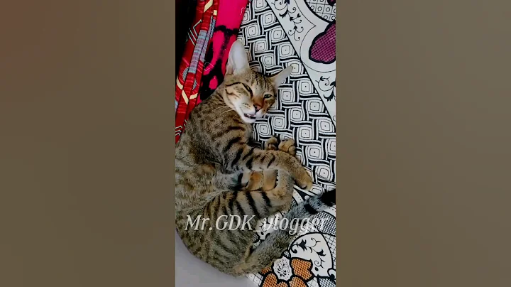 Watch the video about Cat Talks with Mom 🥰 part 1 | funny video 🤣 | #trendingvideos #catlover #pets #kitten #funnyvideo