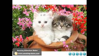 World Cat Day Dünya Kedi̇ Günü Demirtv 27 February 2021 27 Şubat 2021 Müslüm Demi̇r Cat Kedi̇