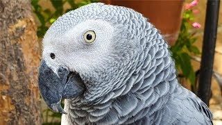African Grey Parrot talking Intelligent Bird screenshot 1