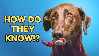 10 Secrets Your Dog Knows About You