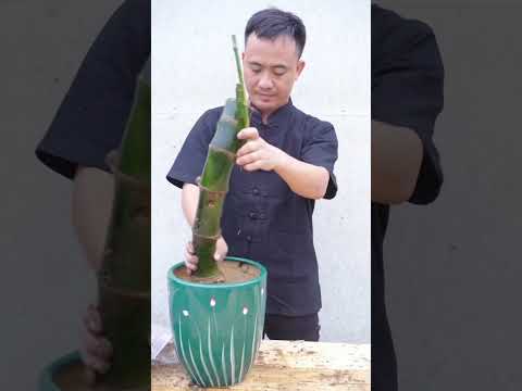 Tìm tre Bonsai