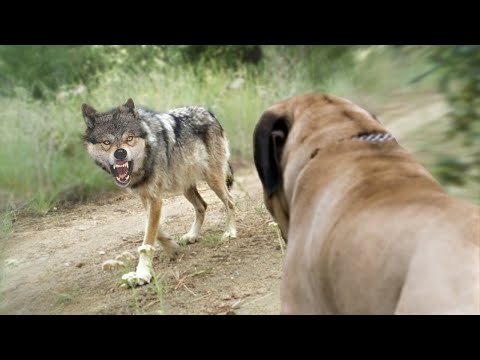 Волкодавы в Деле!!! 10 Собак Способных Победить Волка!