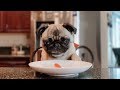 PUG TASTE TESTING / asmr