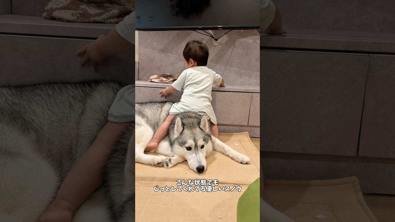 元気すぎる赤ちゃんの弟にも優しいお兄ちゃんハスキー#ハスキン#シベリアンハスキー#ハスキー#犬と赤ちゃん#兄弟