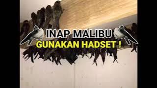 Download Suara Inap Walet MALIBU, Suara Dalam Burung Walet