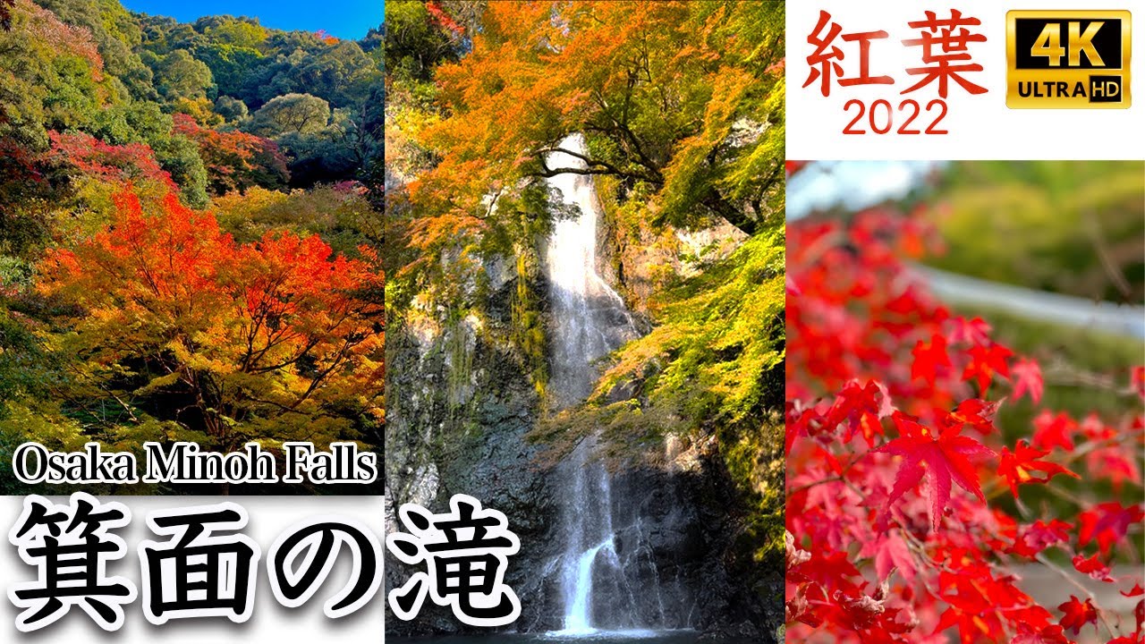 値下げ紅葉の滝　油彩画 油絵 絵画 【紅葉の滝】 予約販売 油絵 絵画 【紅葉の滝】 絵画