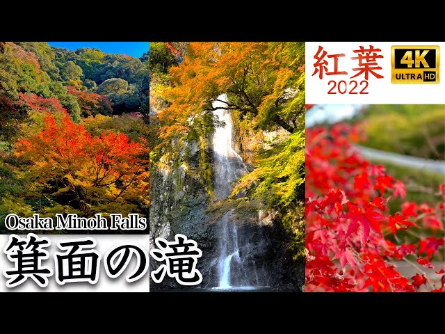 落葉の道三/Dosan the Falling Leaf　日本語版　Foil Foil】《落葉の道三/Dosan the Falling Leaf》[CHK] 緑R | 日本