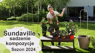 Sundaville w kompozycjach. Jak je sadzić z innymi roślinami. Sezon 2024 by ogród na co dzień 47,082 views 3 weeks ago 8 minutes, 32 seconds