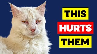 These 9 Everyday Things HURT Your Cat's Feelings!