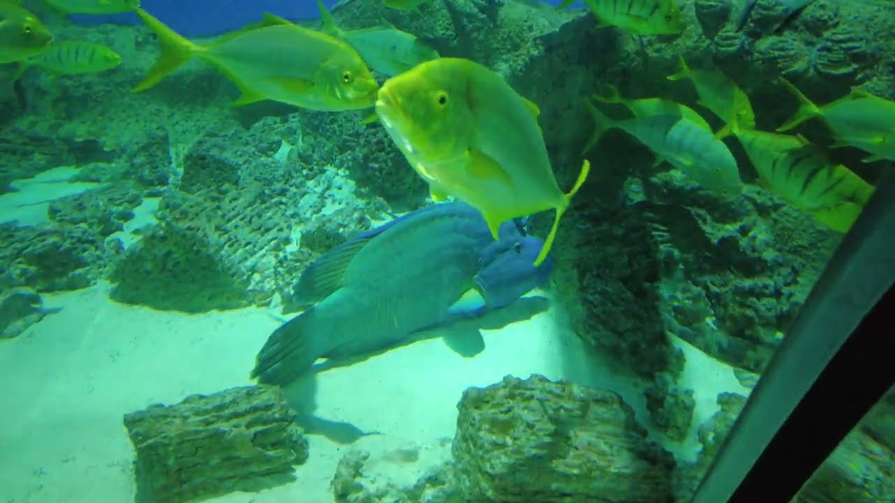 Москвариум. ВДНХ \\ Moskvarium. VDNH. - YouTube