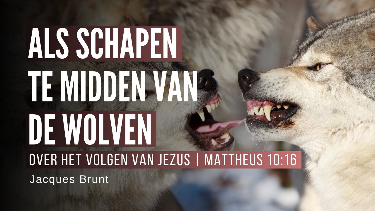 Als schapen te midden van de wolven - Jacques Brunt - YouTube