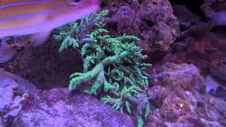 Quick Underwater Fourth Of July Hockey Fastlane with Green Devil's Hand Leather Coral
