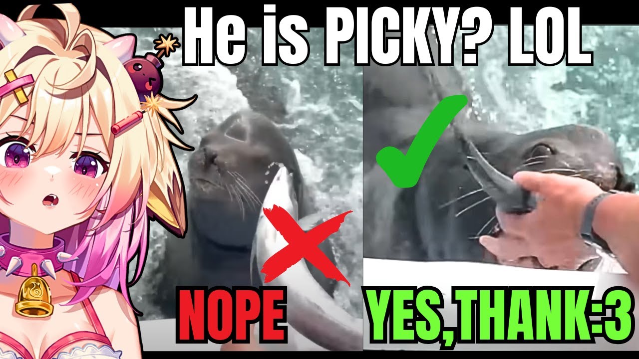 Этот милый тюлень умеет различать рыб! | Rosiebellmoo реагирует на ежедневную дозу интернета