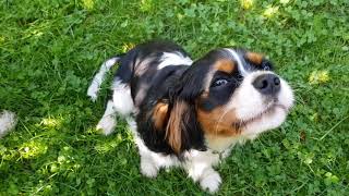 Barking  Cavalier King Charles Spaniel ❤ puppy