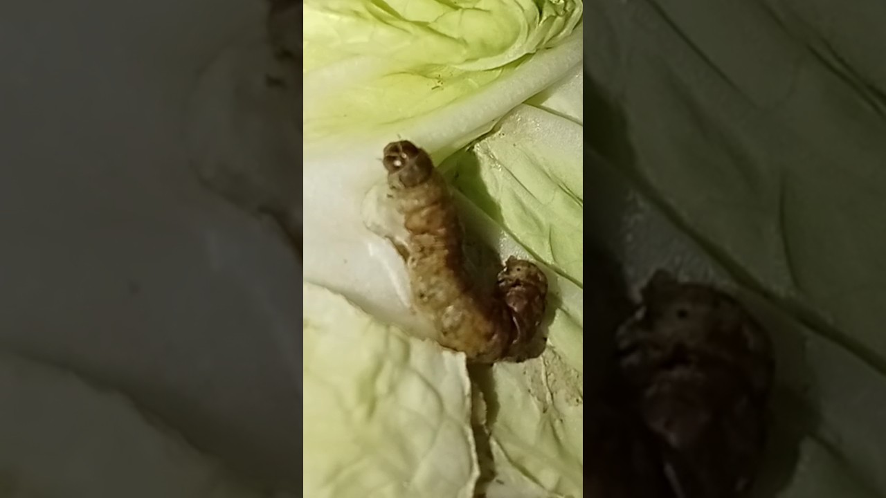 Caterpillar larvae insect animals-S&acirc;u bướm ấu tr&ugrave;ng. #caterpillar, #insect, #larvae, #s&acirc;ubướm