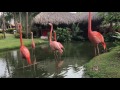 Flamingo Dancing and Honking