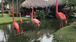 Flamingo Dancing and Honking
