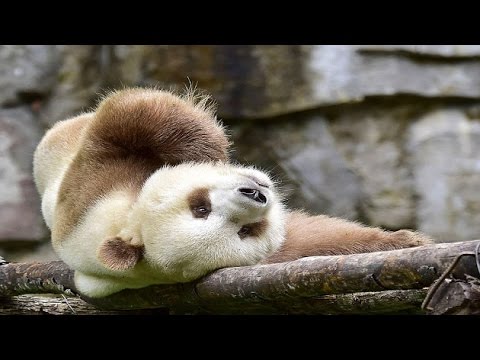 Meet Qizai, the world’s only brown Panda