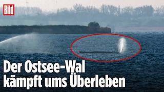 OSTSEE-WAL: Wie geht es Timmy? Jetzt LIVE bei BILD