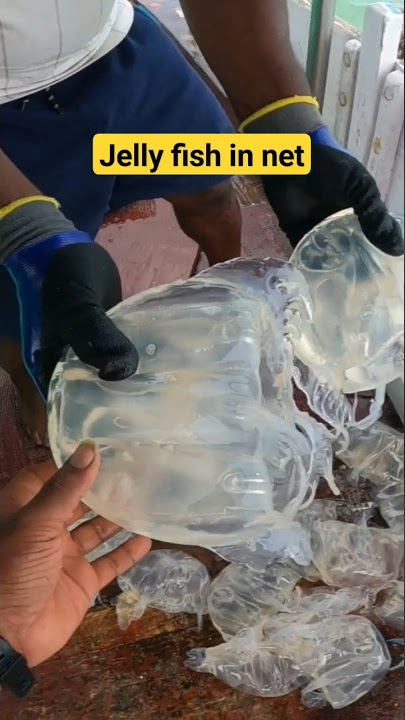 JELLY FISH got in the net. #shtos  #jellyfish #fishing #boat