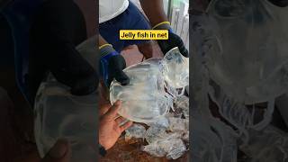 JELLY FISH got in the net. #shtos  #jellyfish #fishing #boat