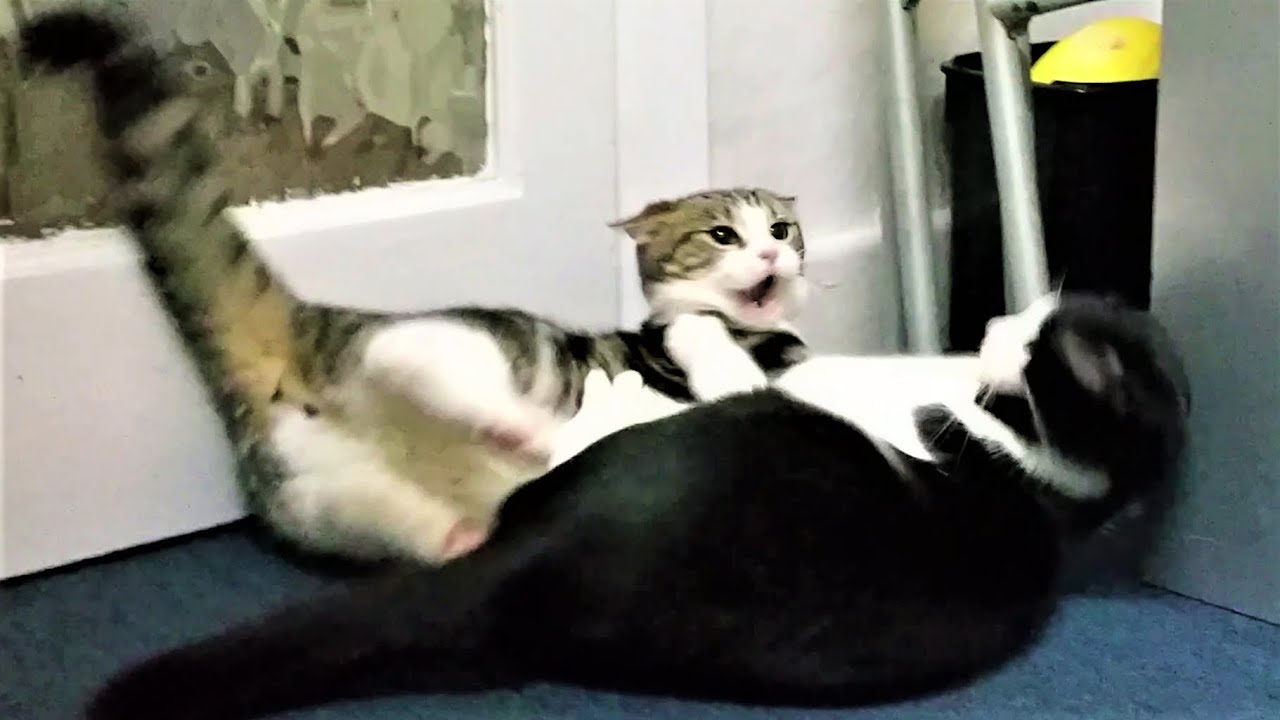 UFC: Ultimate Fighting Cats - YouTube