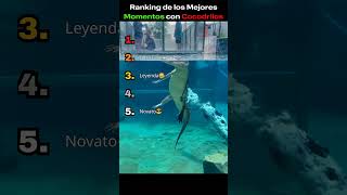 Ranking de los Mejores Momentos con Cocodrilos #funny #fails #memes #ranking #humor #viral