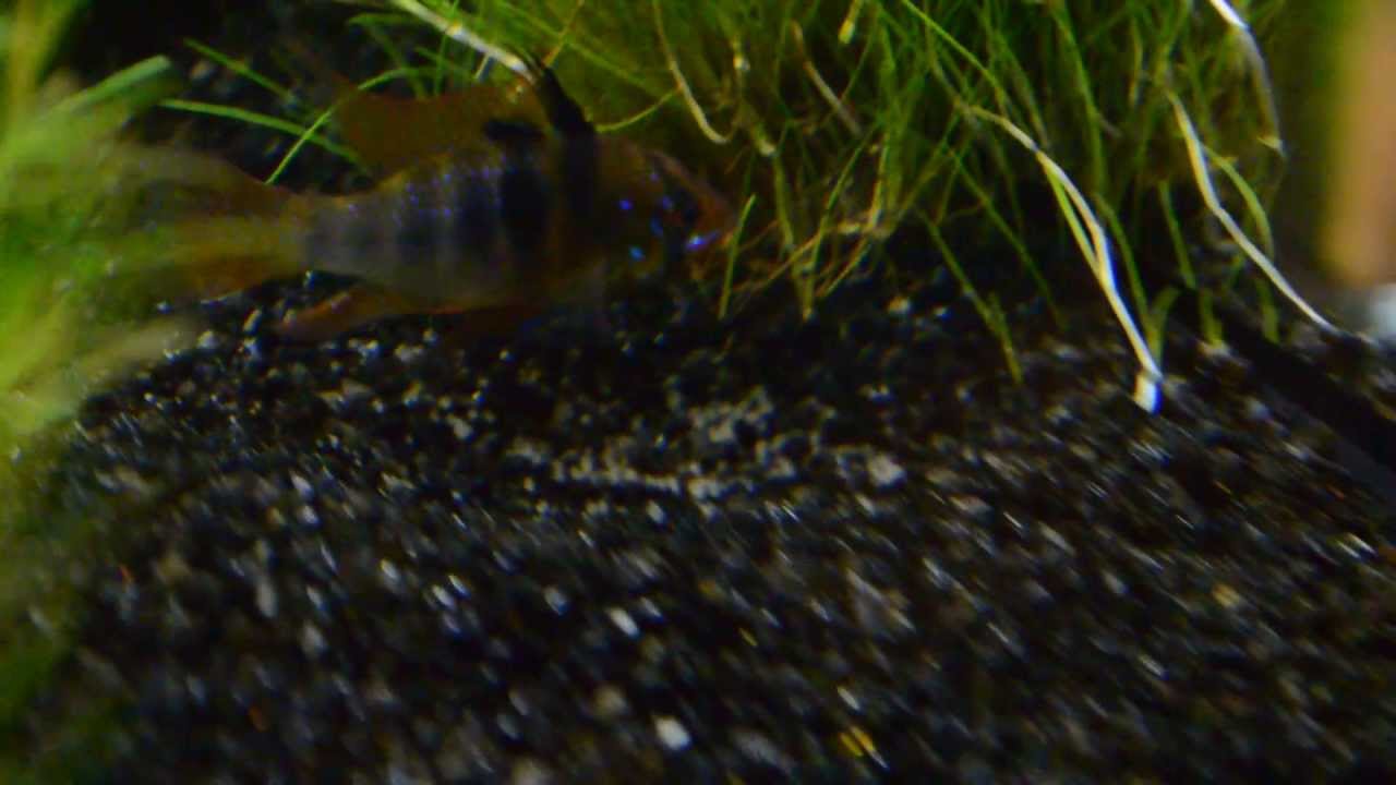 Ramirezi 