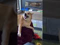 Dog Can&#39;t Do a Trick Without Making a Noise