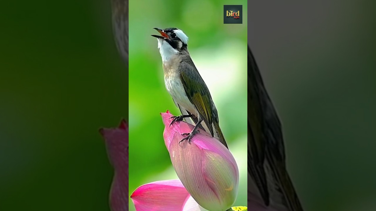 The amazing sound of the Chinese nightingale