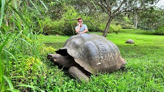 Galápagos Giant Tortoise, Santa Cruz Island, Galapagos Islands, Ecuador