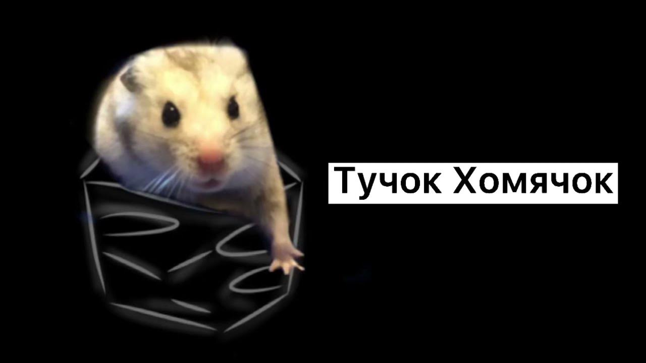 Хомяки видят в темноте. Хомяк видео. ютуб канал хомячок. как видят хомяки наш мир.