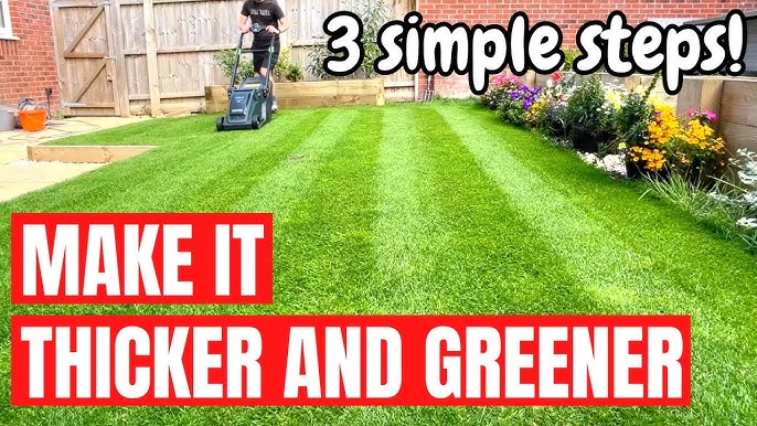What to Use to Make Grass Greener And Thicker: Top Tips