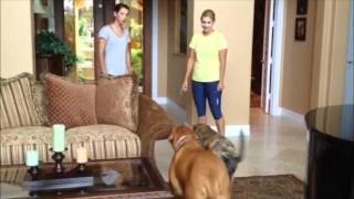 Nala & Sandy boundary at front door 5-22-12.wmv