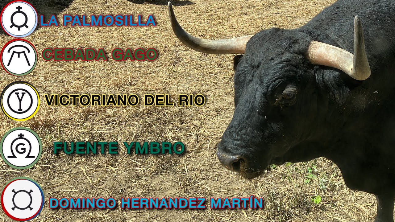 SAN FERMÍN 2024 | GANADERIAS EN LOS CORRALES DEL GAS