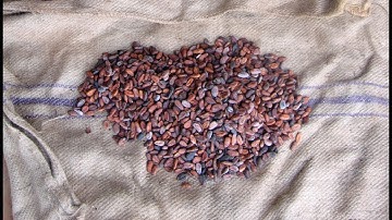 The challenging lives of the world’s cocoa growers