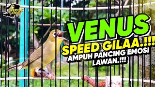 Kecial Kuning ( VENUS ) SPEED GILA‼️Ampuh Pancing EMOSI LAWAN‼️| PEPADU KECIAL