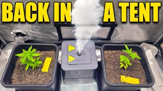 E.6 - Moved back into a GROWTENT - Using MARSHYDRO sp3000 greenhouse edition